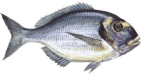 dorade.jpg